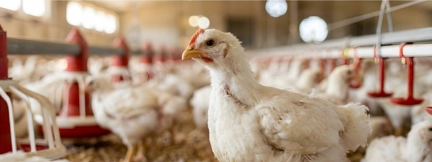 meat processing erp